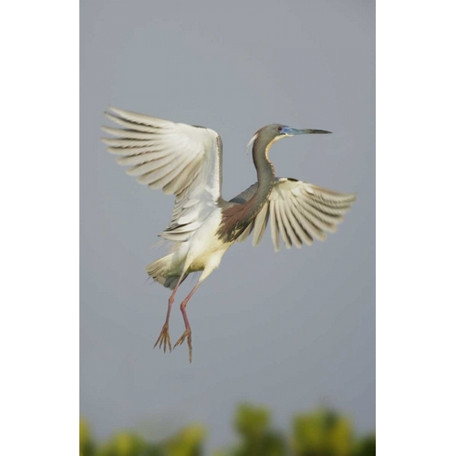 Florida, Tampa Bay Tricolored heron taking off